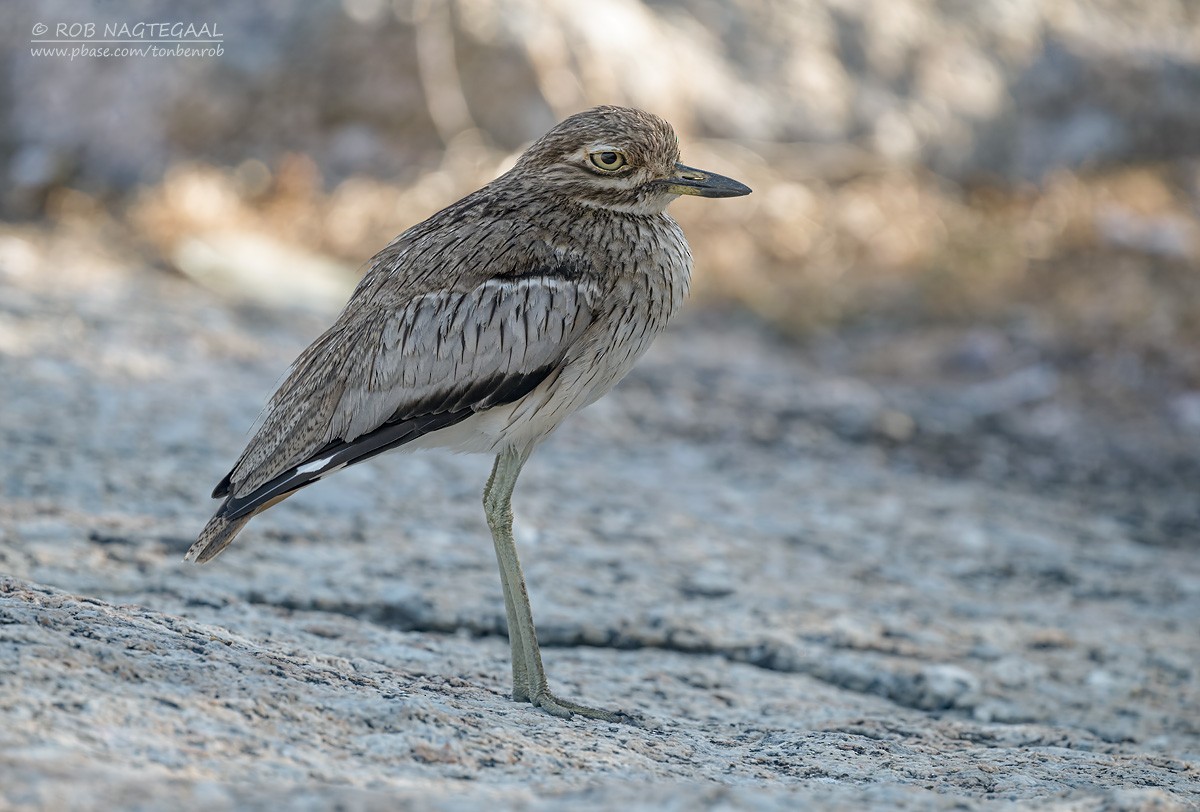Water Thick-knee - ML646289539