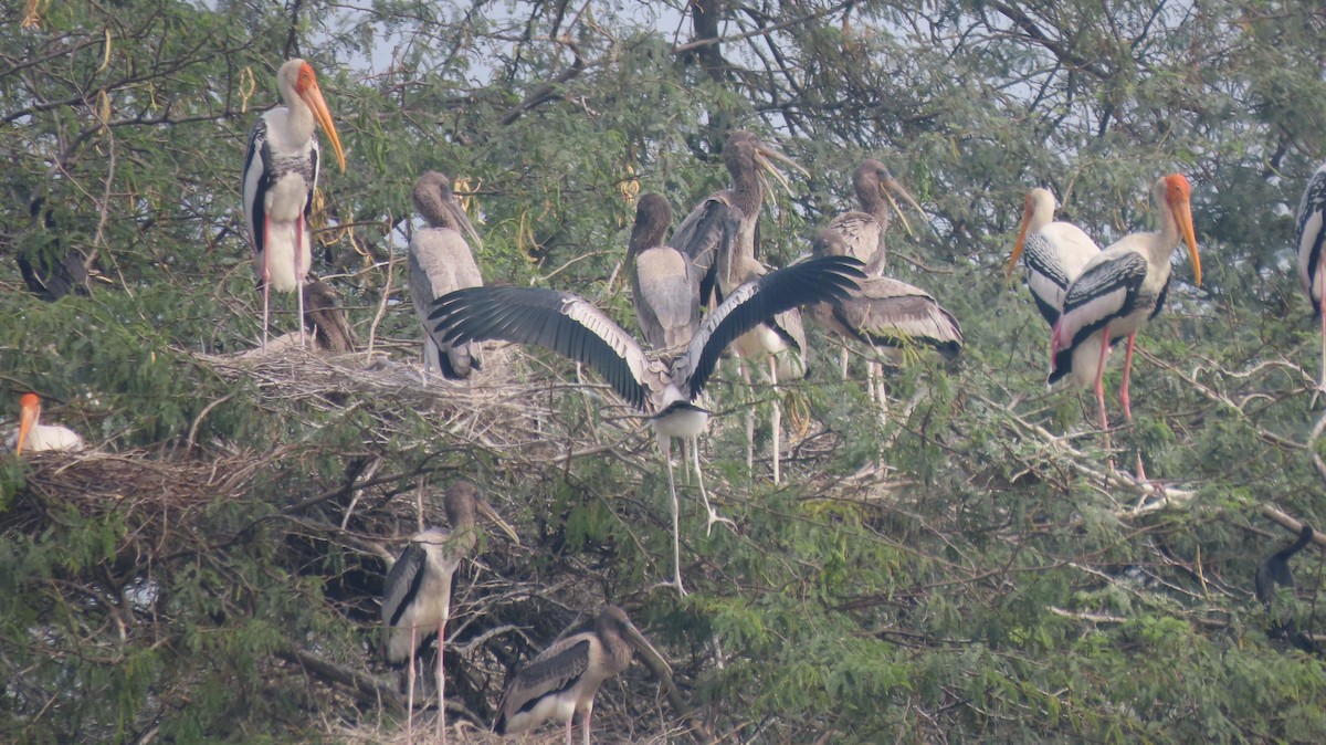 Painted Stork - ML646289550