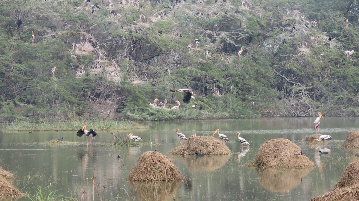 Painted Stork - ML646289553