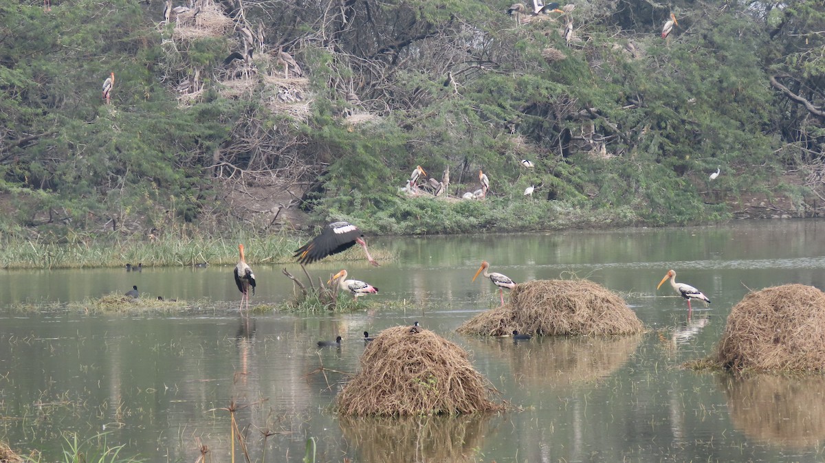 Painted Stork - ML646289554
