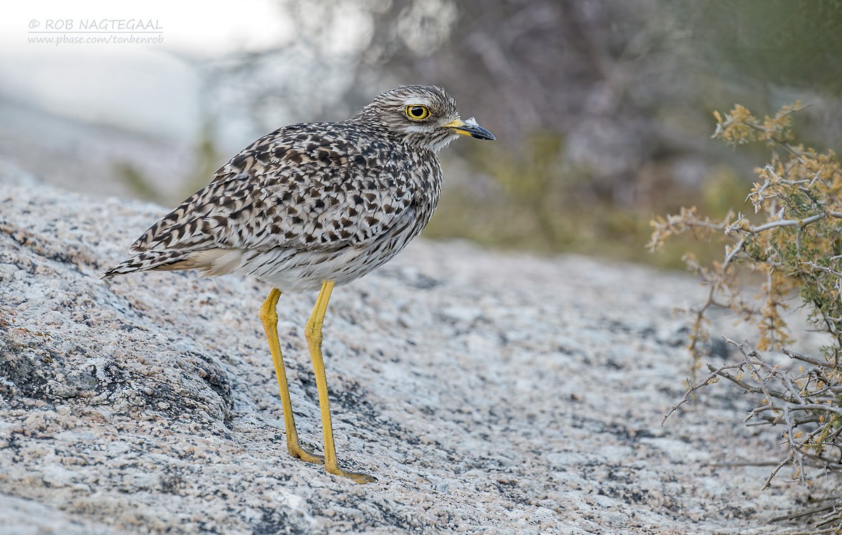 Spotted Thick-knee - ML646289555