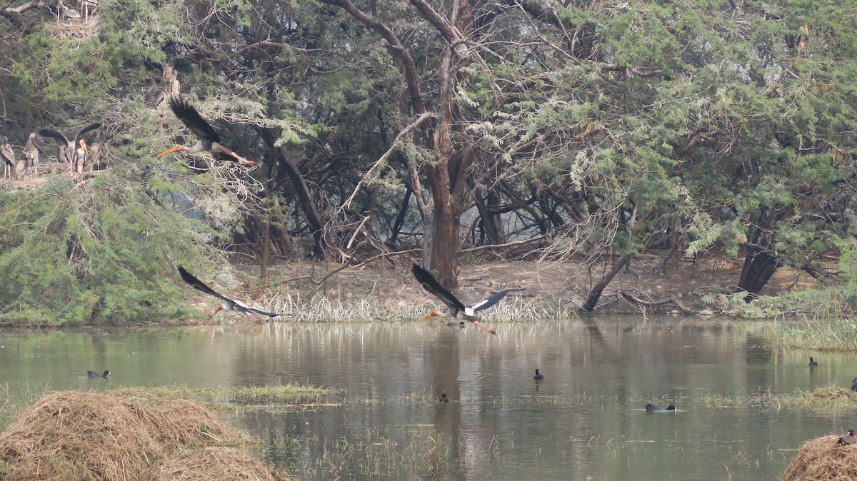 Painted Stork - ML646289556
