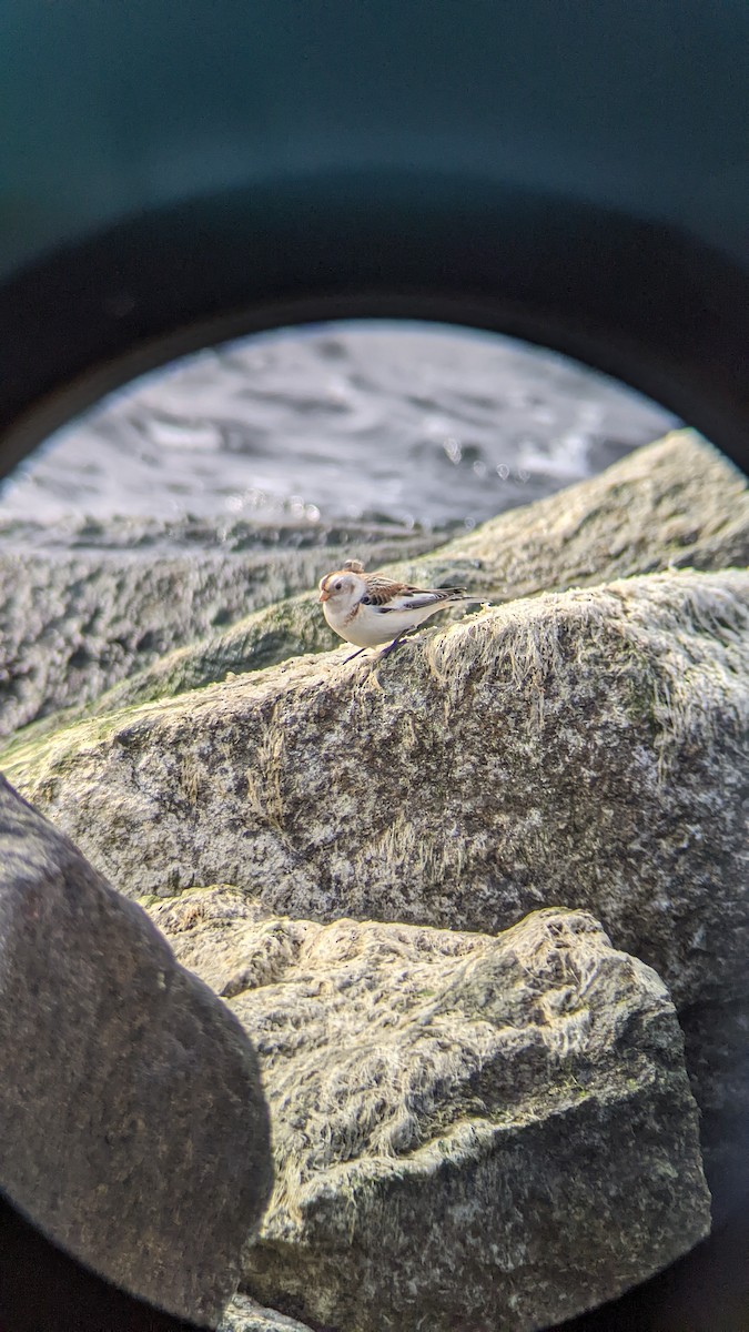 sněhule severní - ML646289557