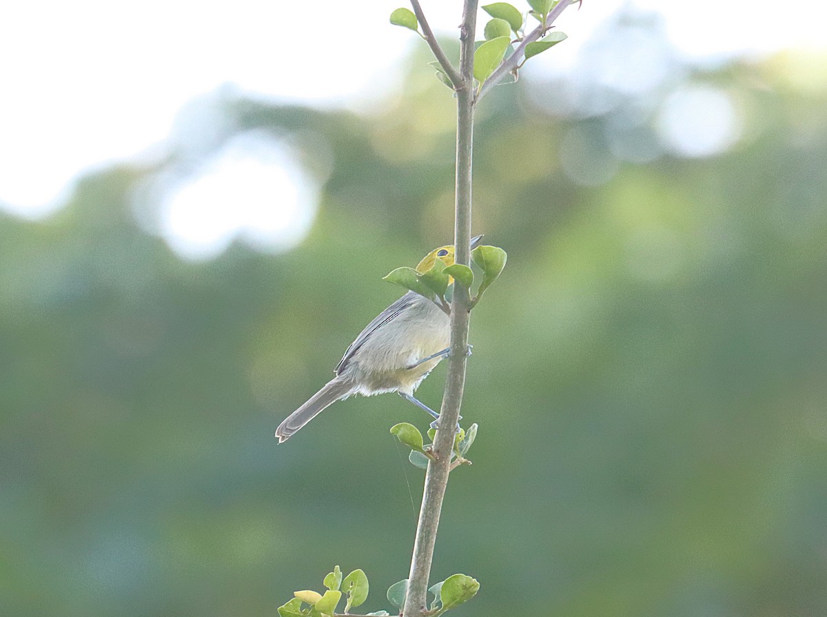 Yellow-headed Warbler - ML646289559