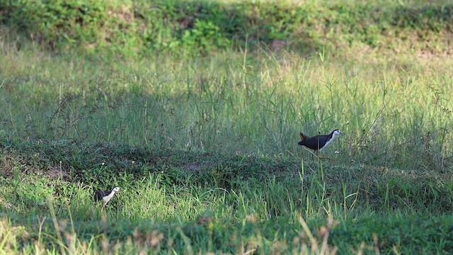 White-breasted Waterhen - ML646289590