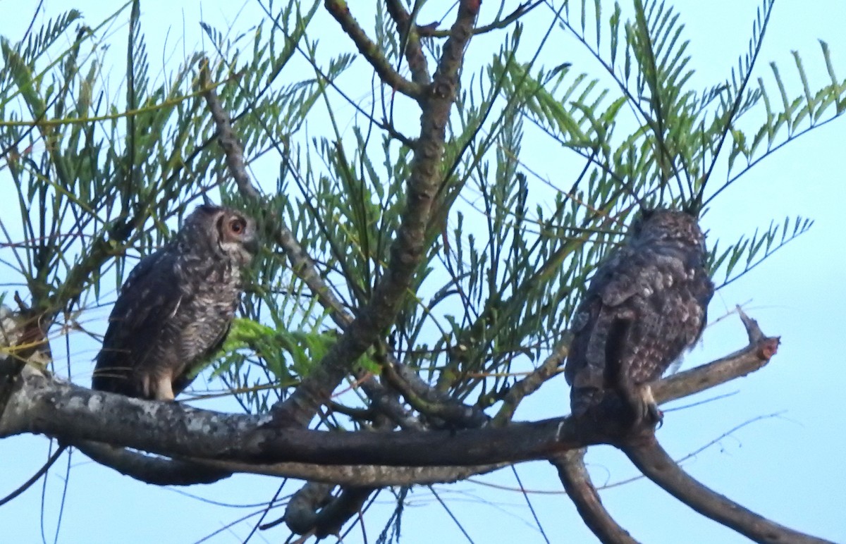 Great Horned Owl - ML646289591