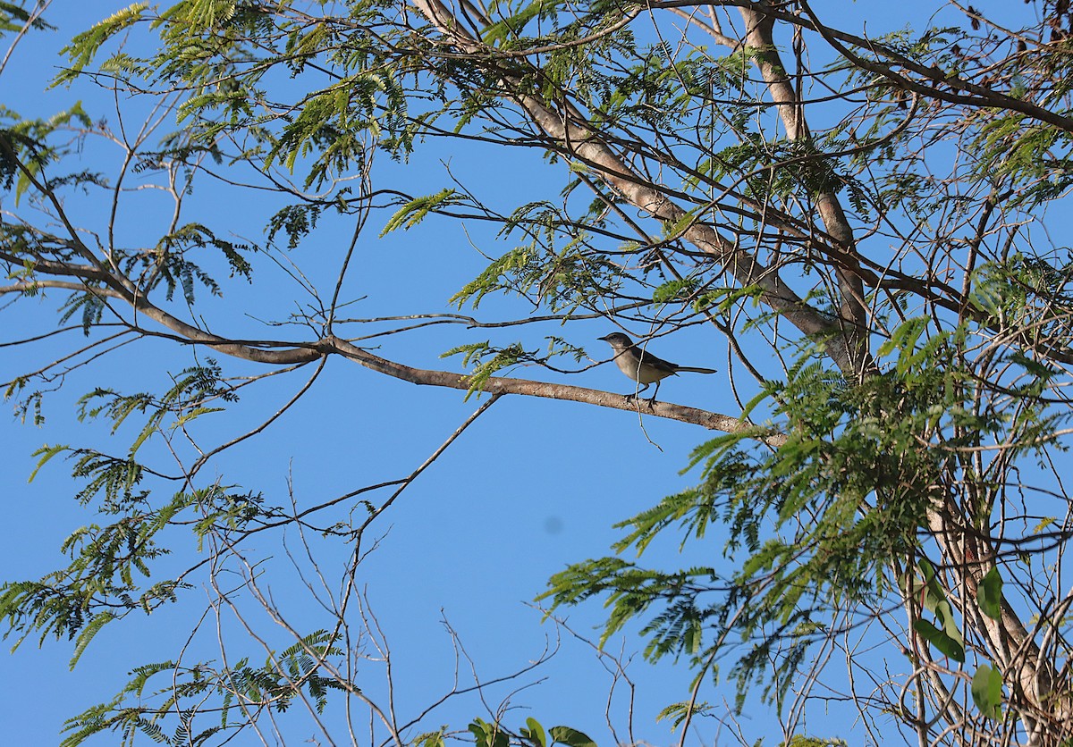 Northern Mockingbird - ML646289595