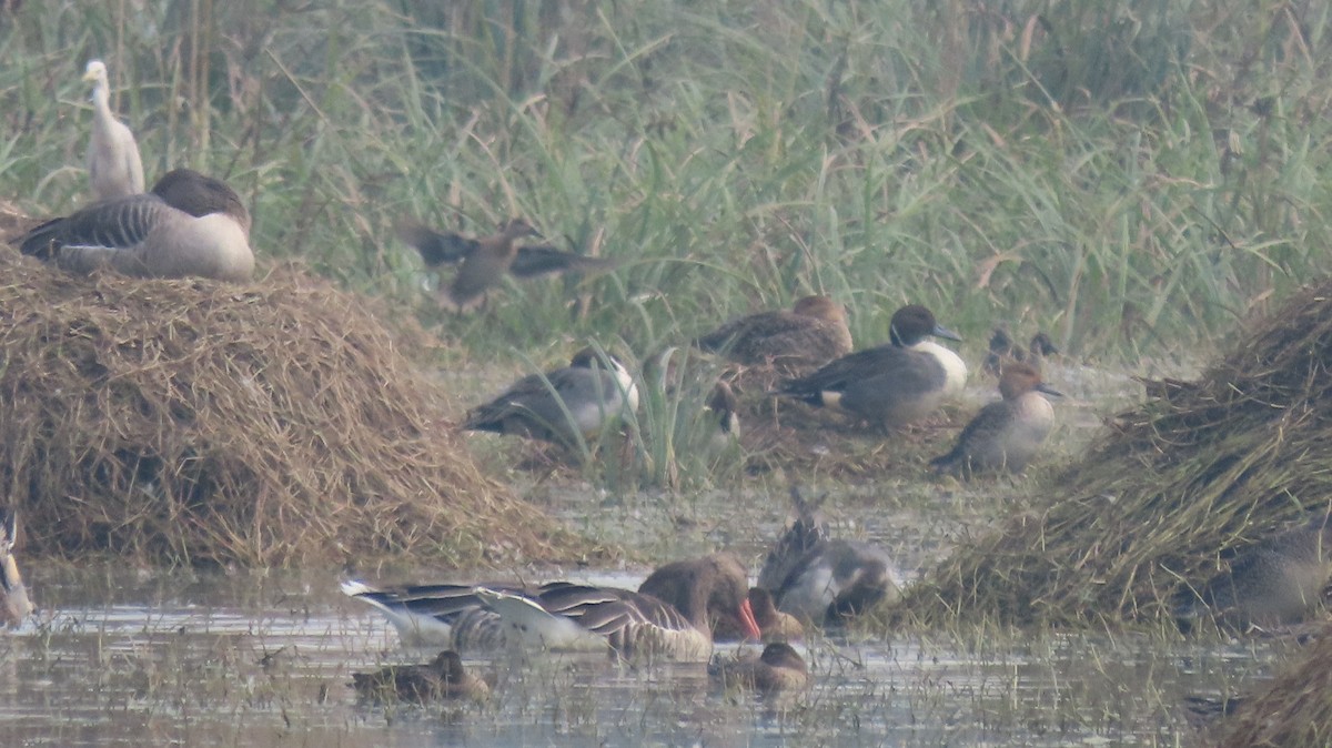 Northern Pintail - ML646289607