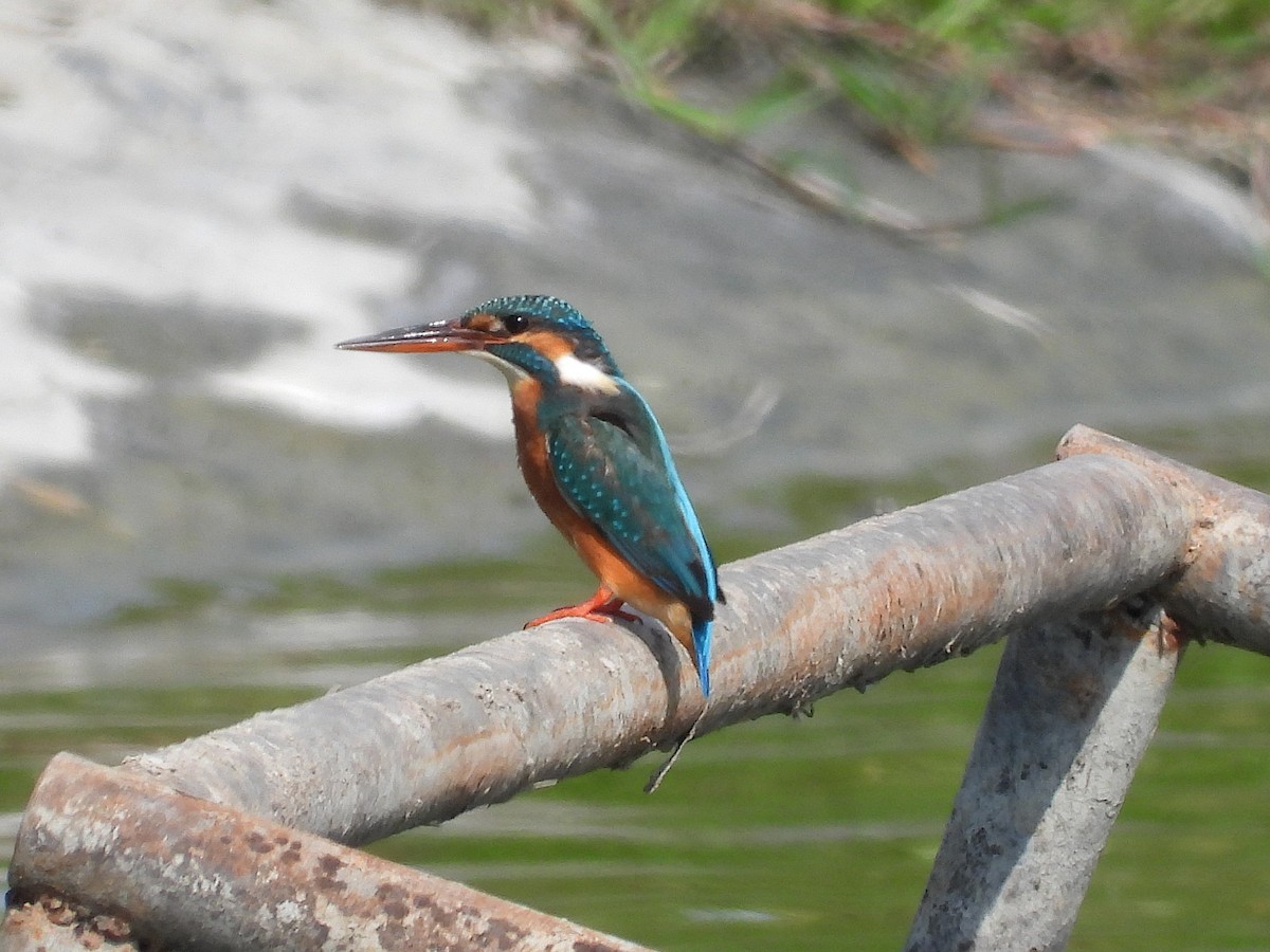 Common Kingfisher - ML646289609