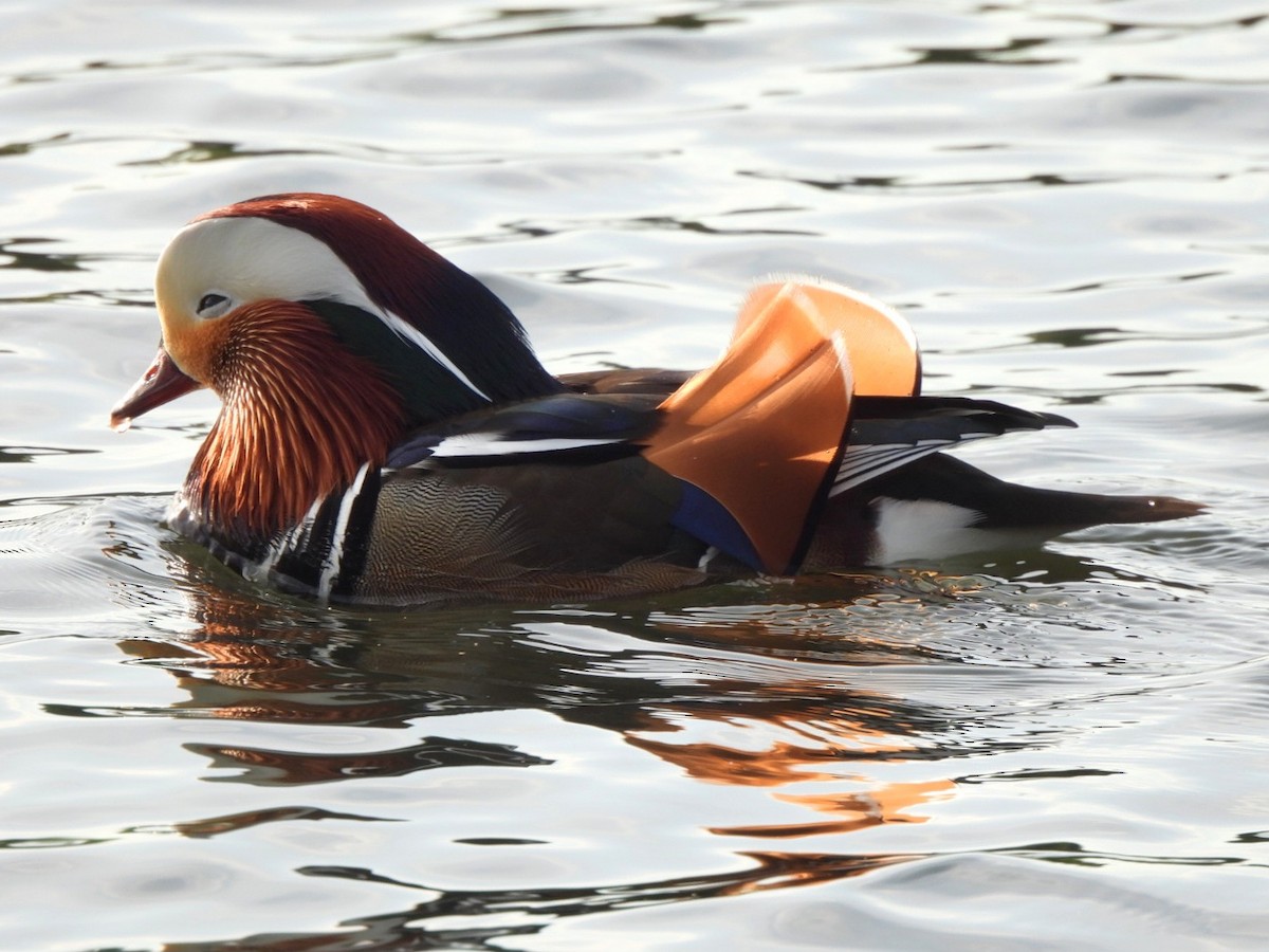 Mandarin Duck - ML646289613