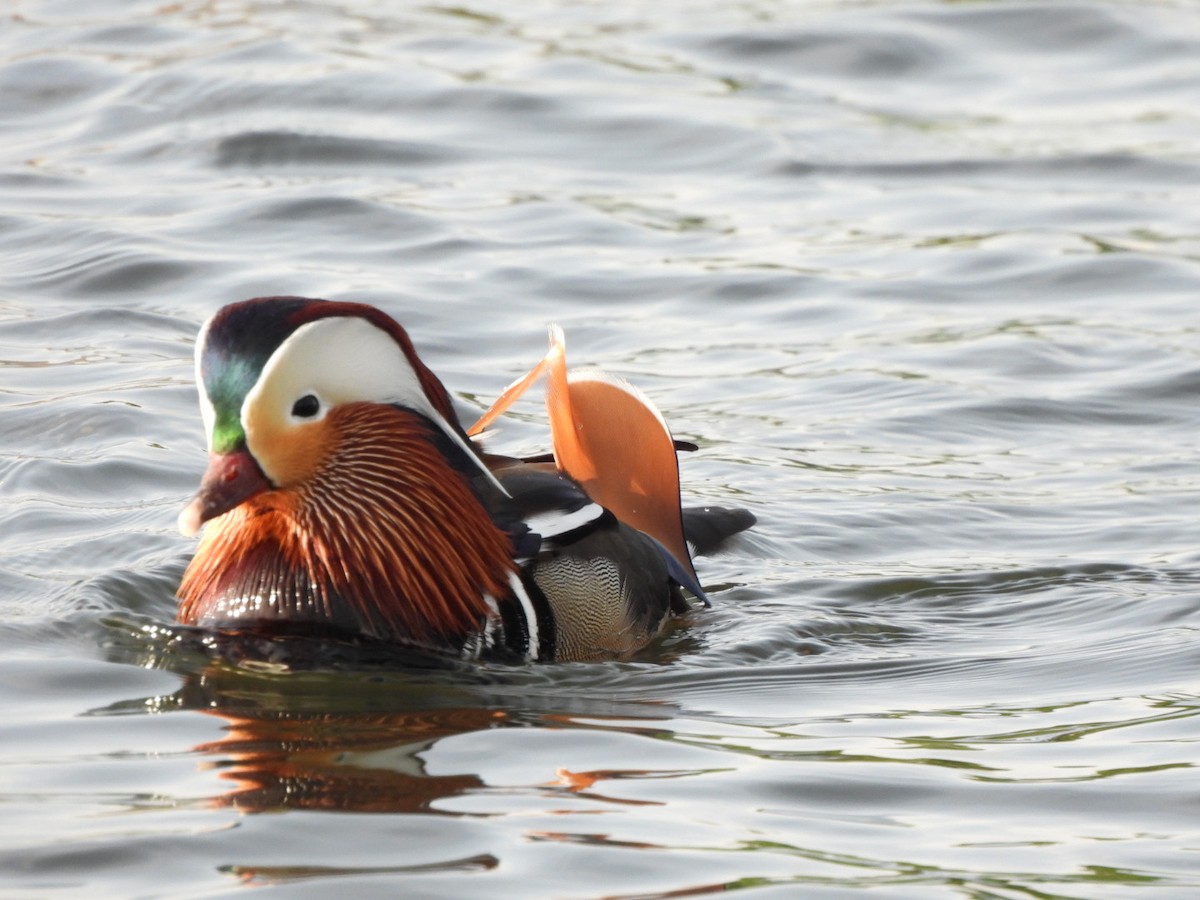 Mandarin Duck - ML646289614