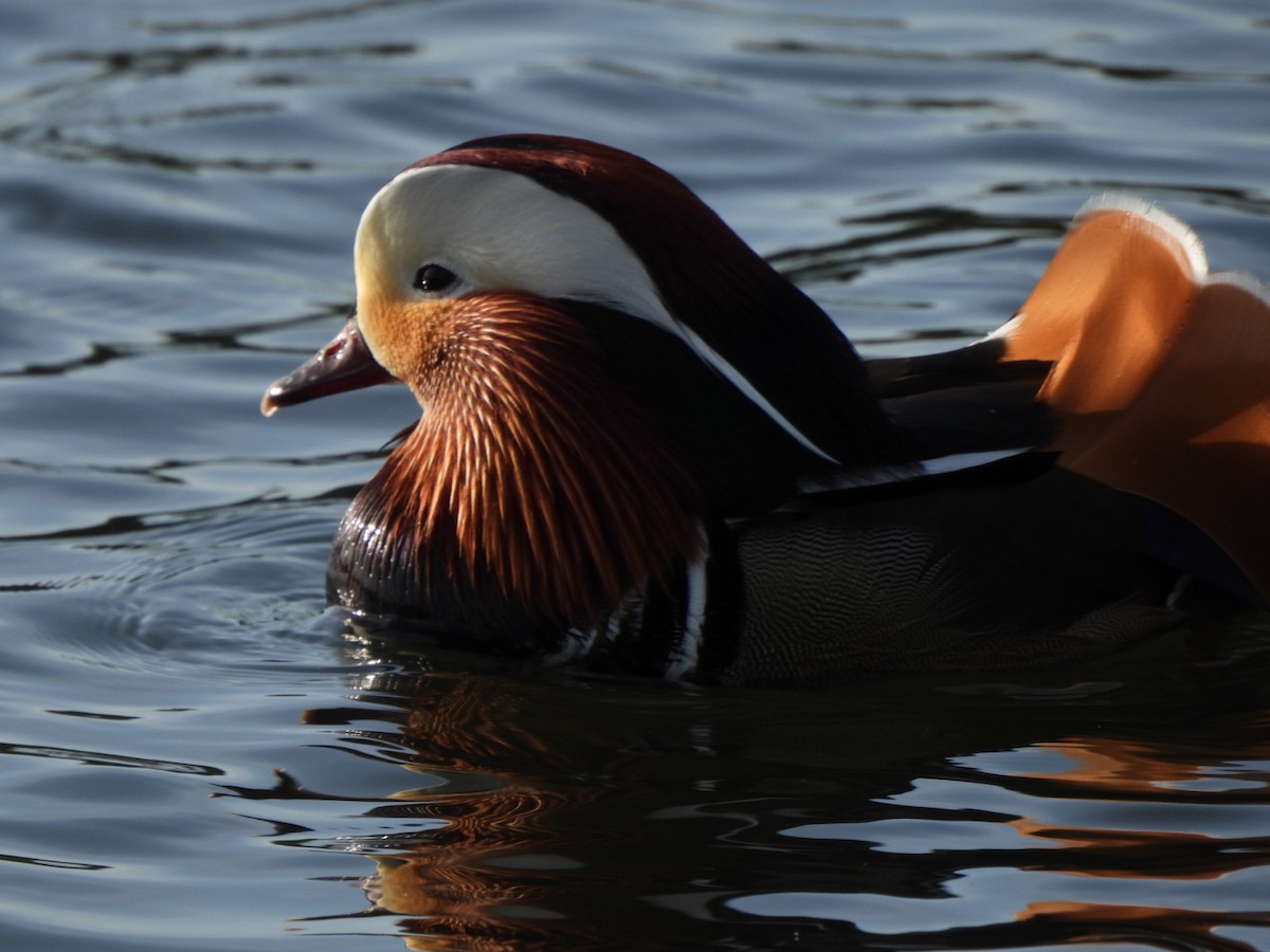 Mandarin Duck - ML646289615