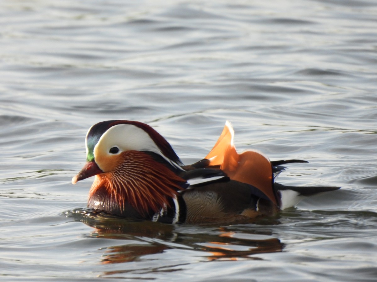 Mandarin Duck - ML646289616
