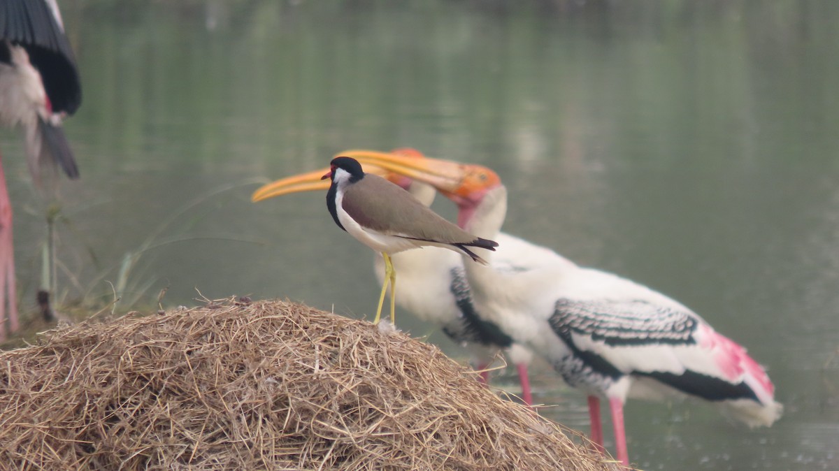 Red-wattled Lapwing - ML646289617