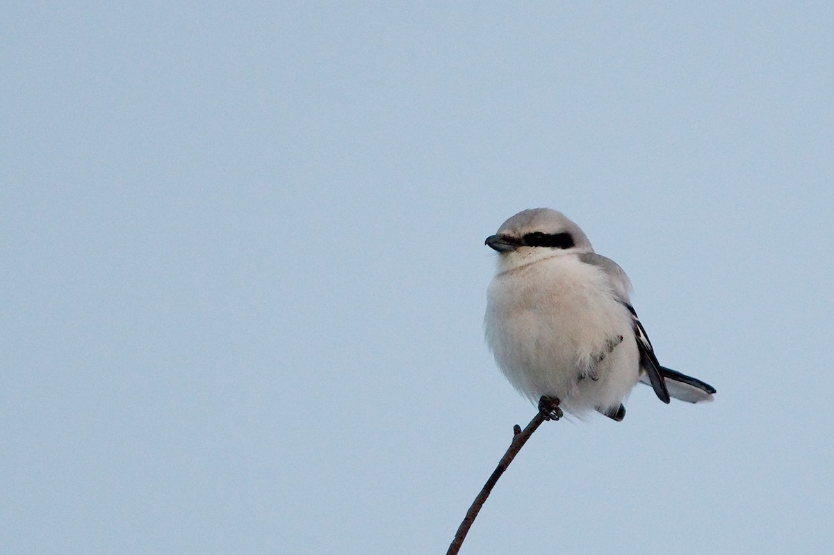 Great Gray Shrike - ML646289642