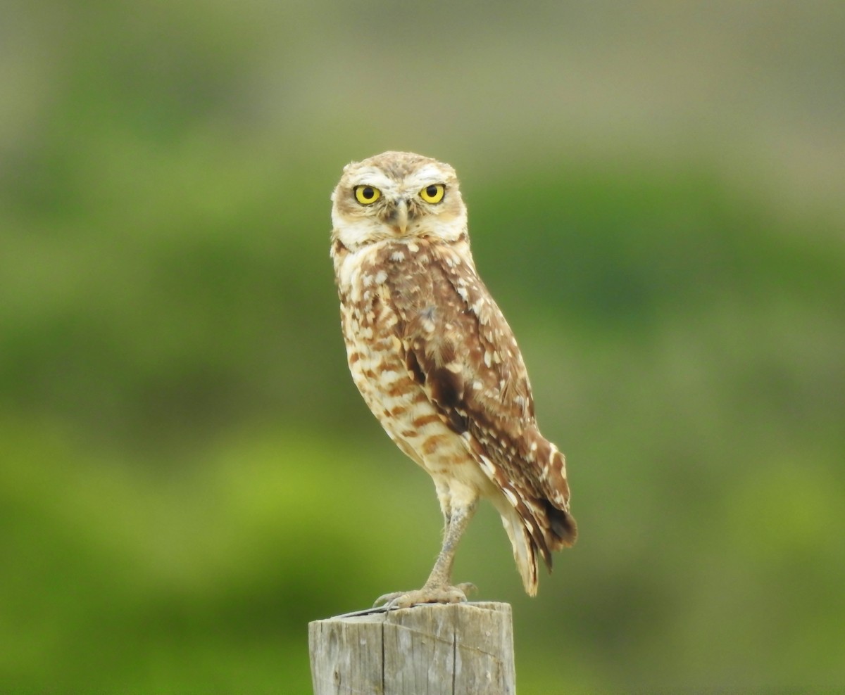 Burrowing Owl - ML646289644