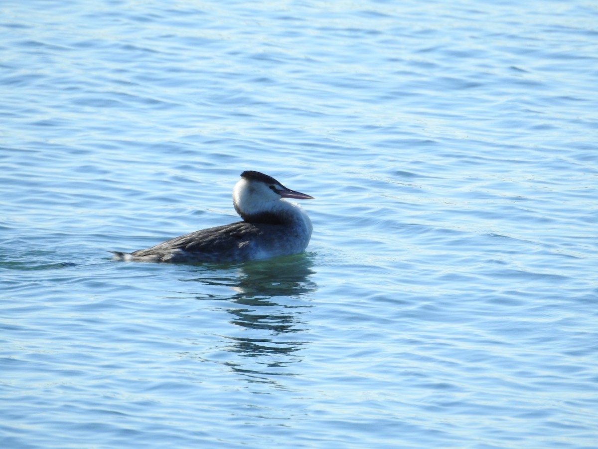 Great Crested Grebe - ML646289657