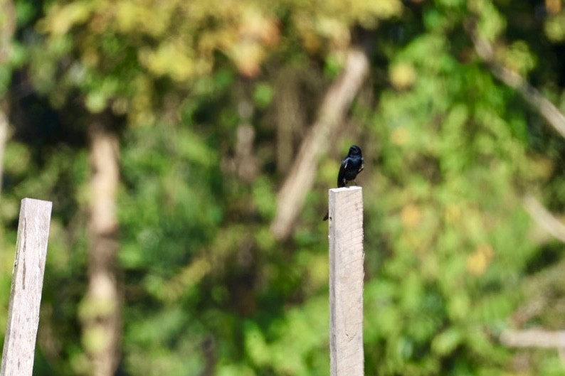 Black Drongo - ML646289658