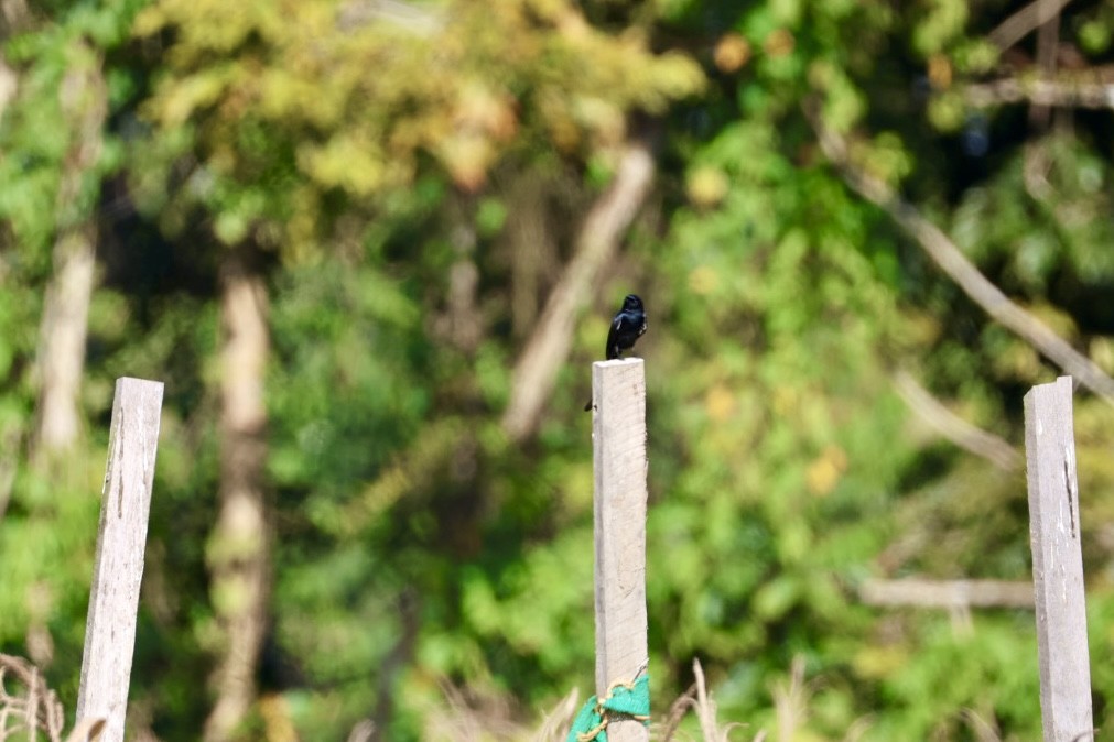 Black Drongo - ML646289659