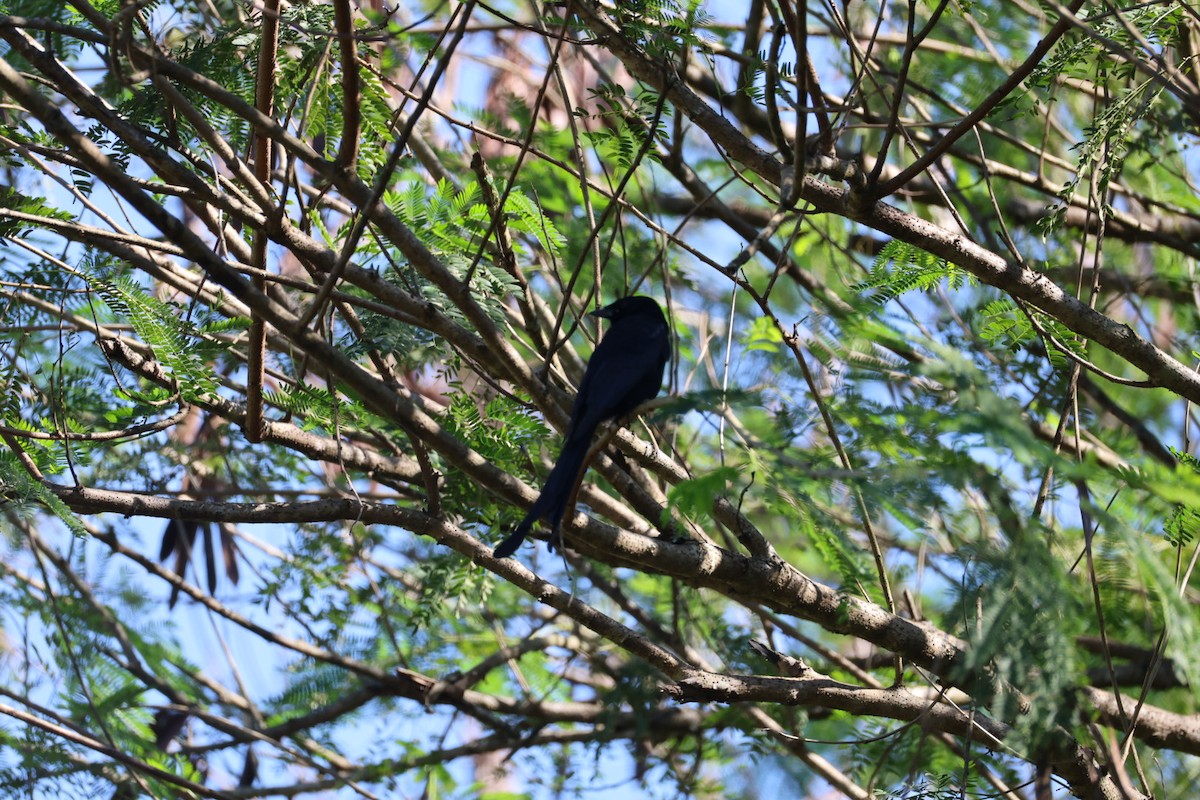 Black Drongo - ML646289660