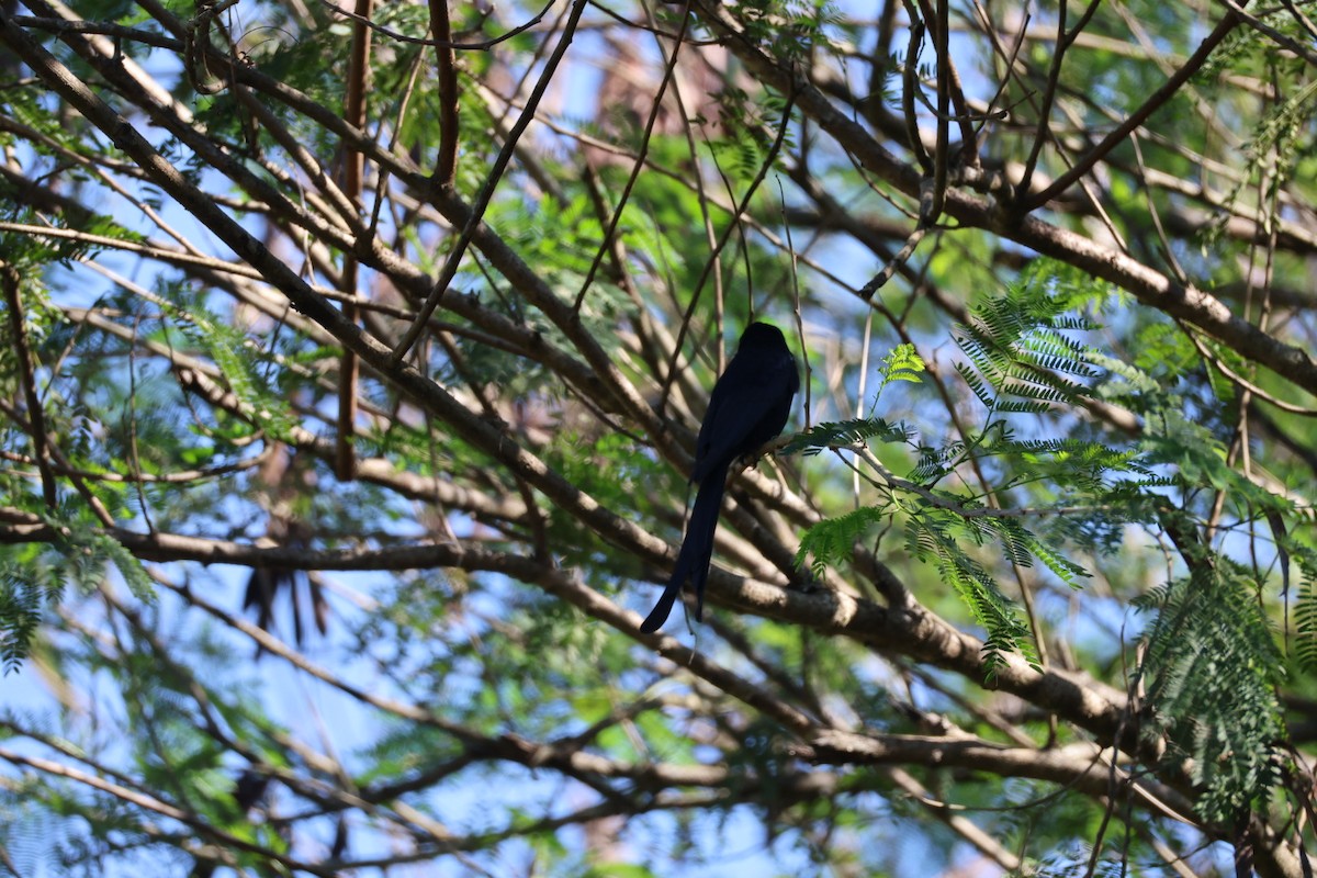 Black Drongo - ML646289661