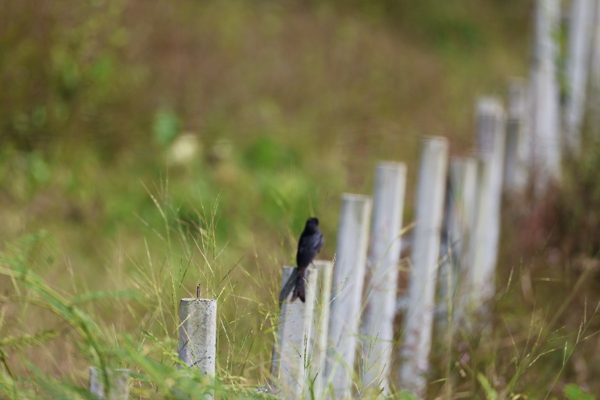Black Drongo - ML646289662
