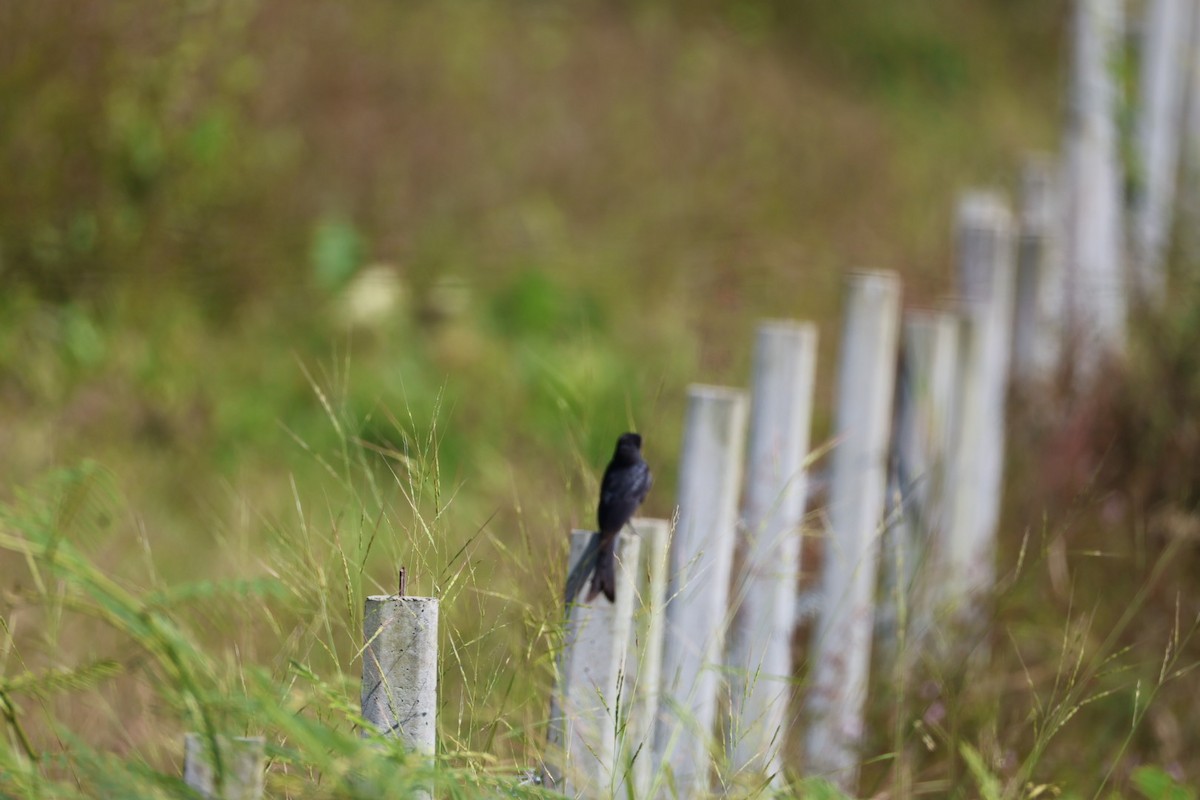 Black Drongo - ML646289663