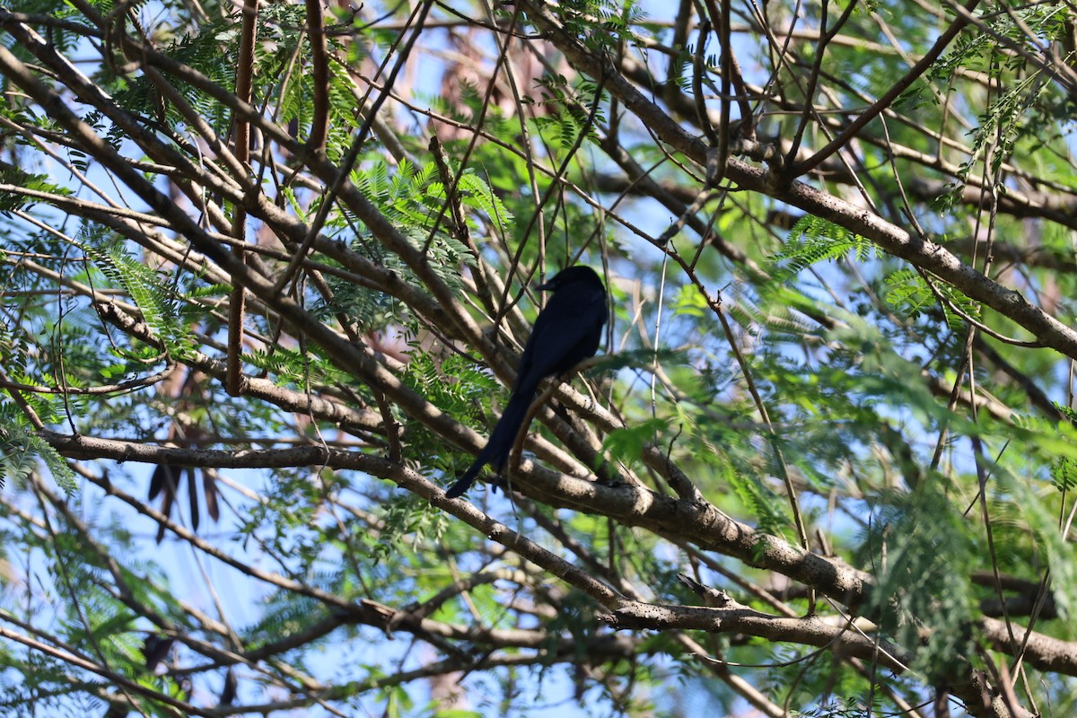 Black Drongo - ML646289664