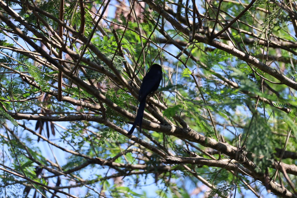Black Drongo - ML646289665