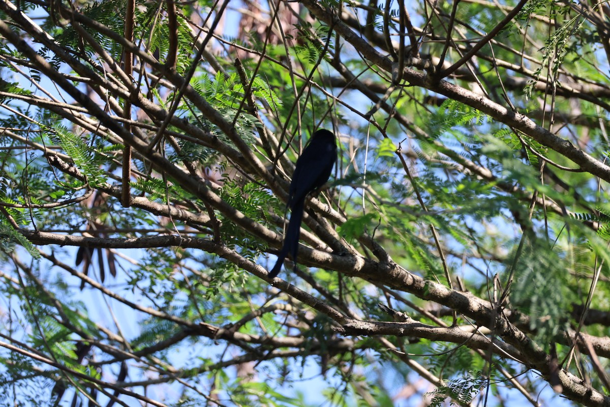 Black Drongo - ML646289666