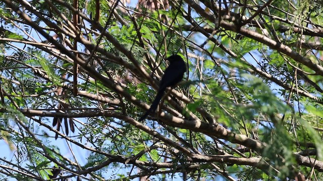 Black Drongo - ML646289667