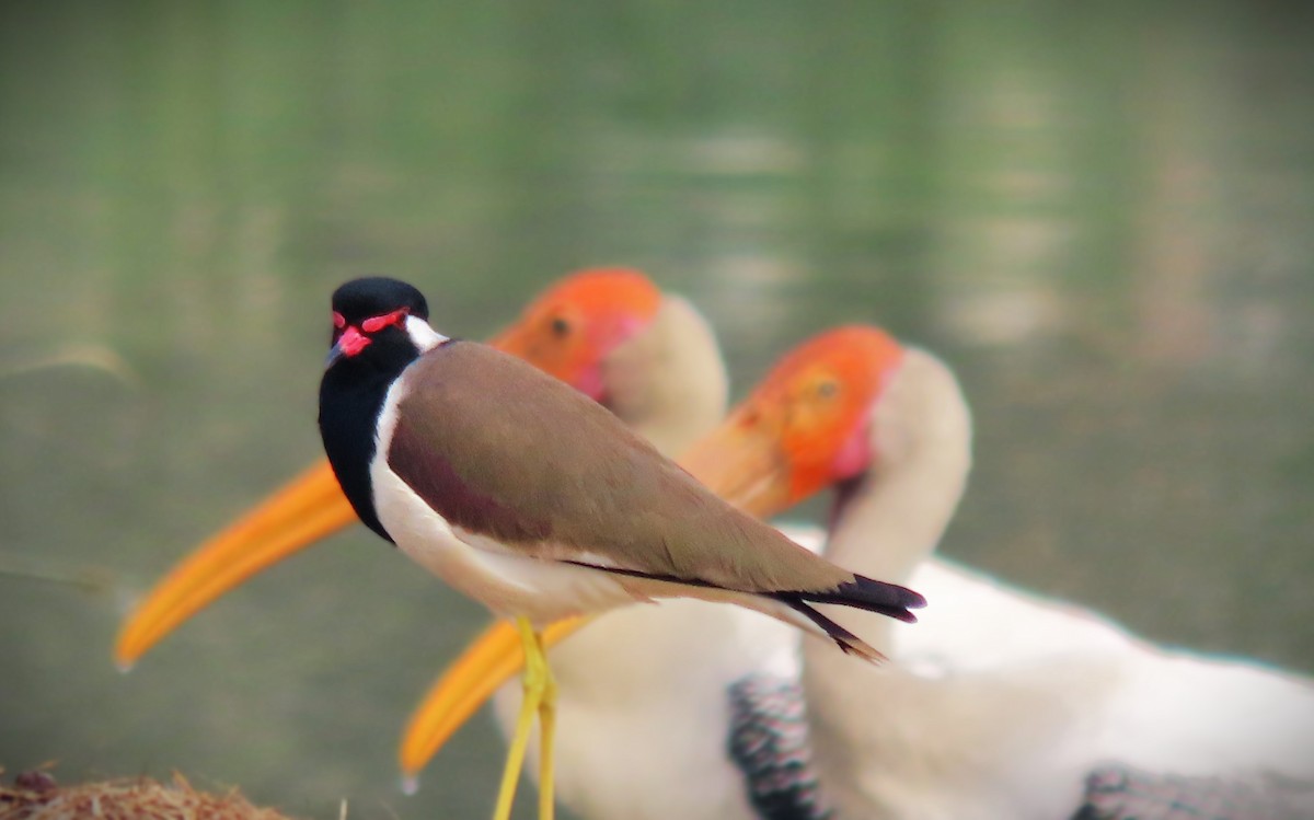 Red-wattled Lapwing - ML646289668