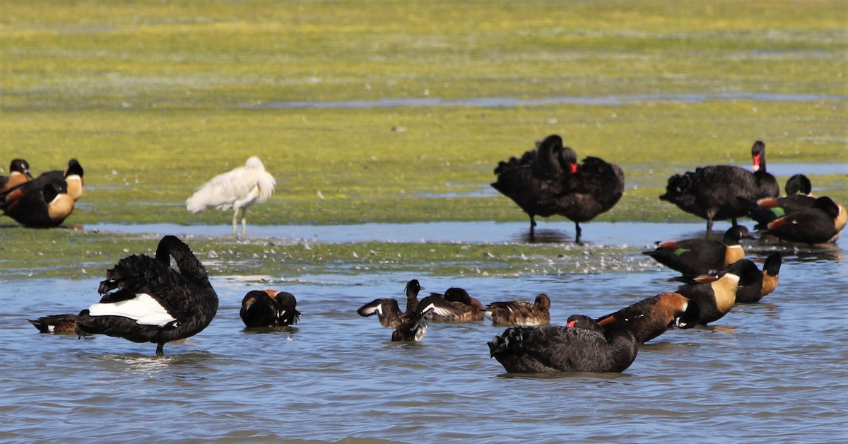 Moretta - ML646289671