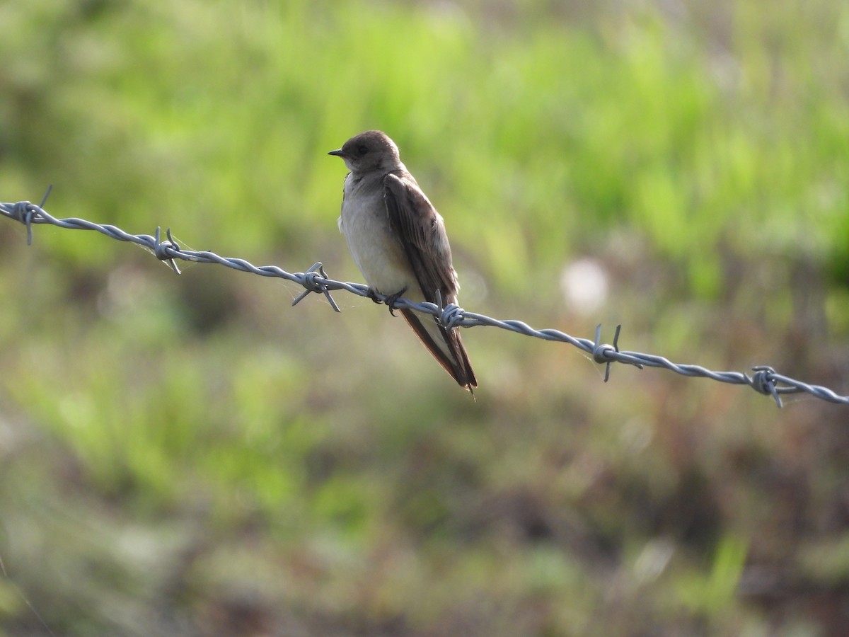 nordtaggsvale - ML646289678