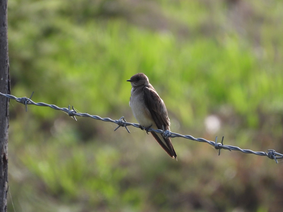 nordtaggsvale - ML646289679