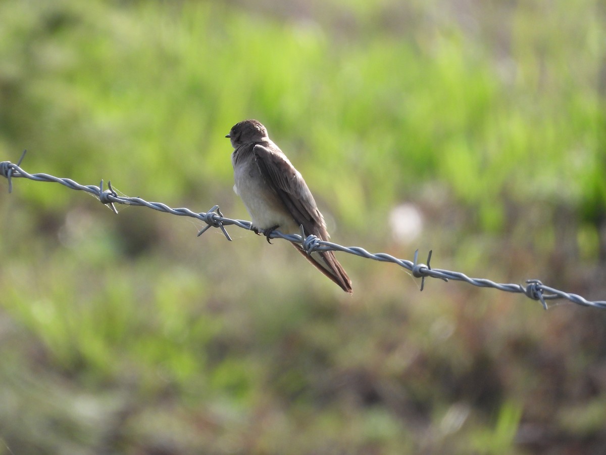 nordtaggsvale - ML646289680