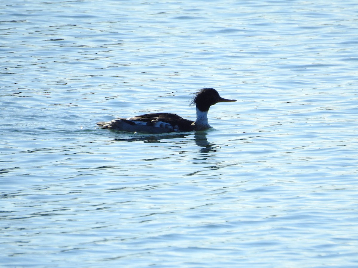 Red-breasted Merganser - ML646289686