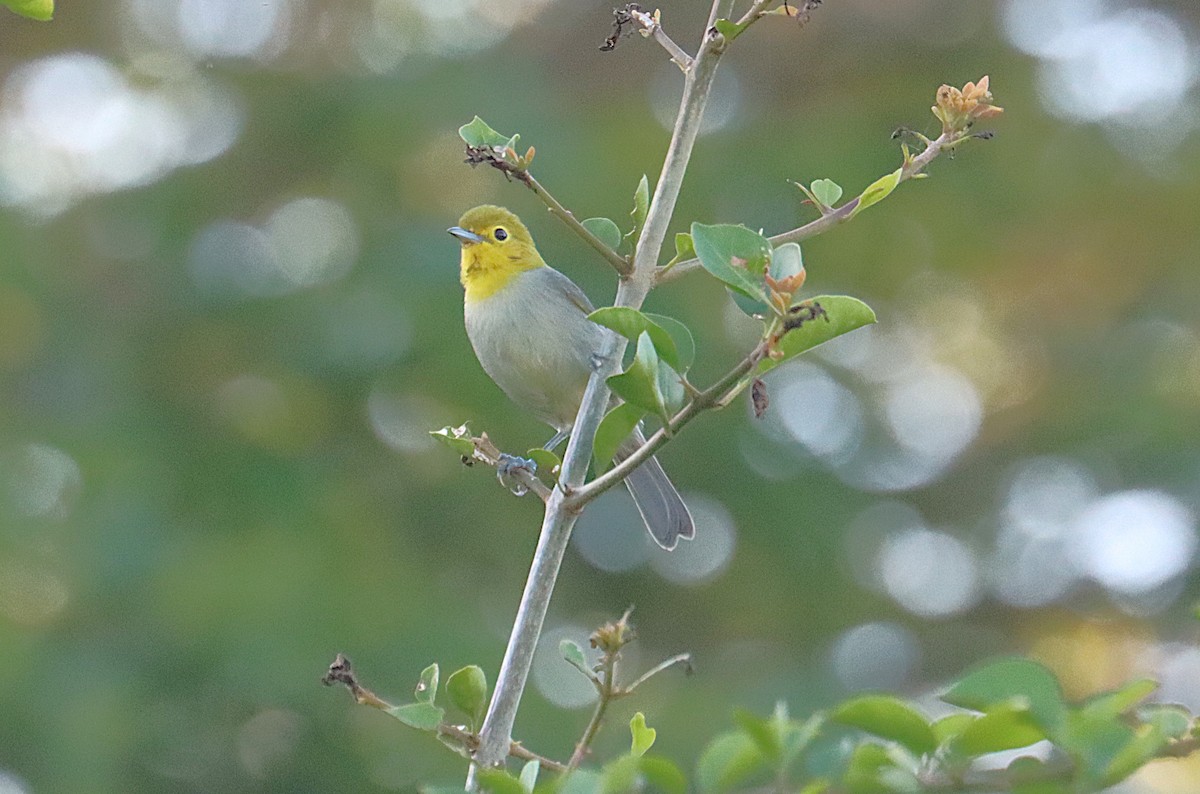 Yellow-headed Warbler - ML646289687