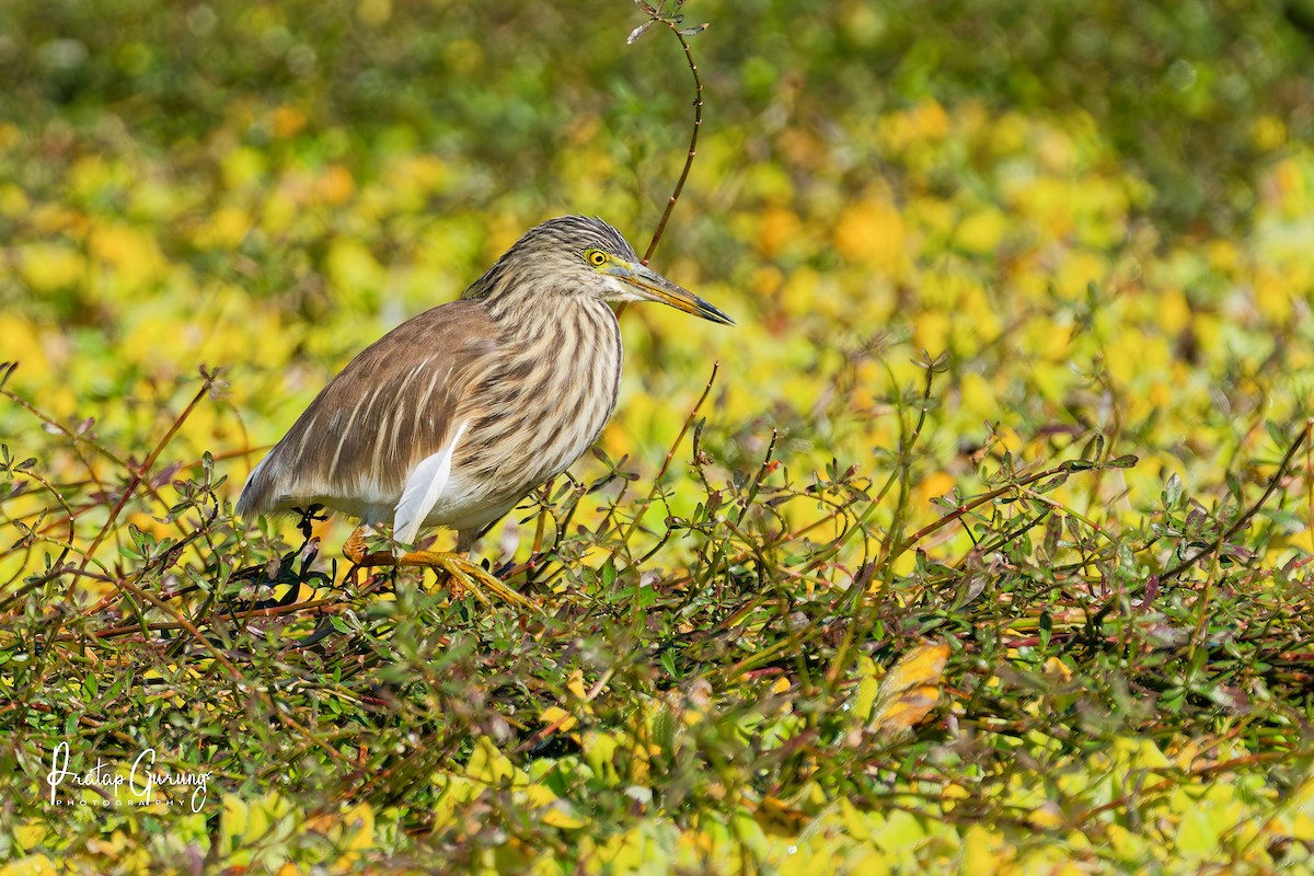 Indian Pond-Heron - ML646289689