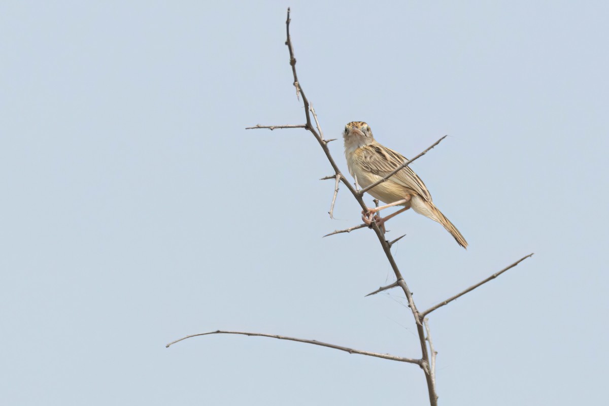 セッカ - ML646289691