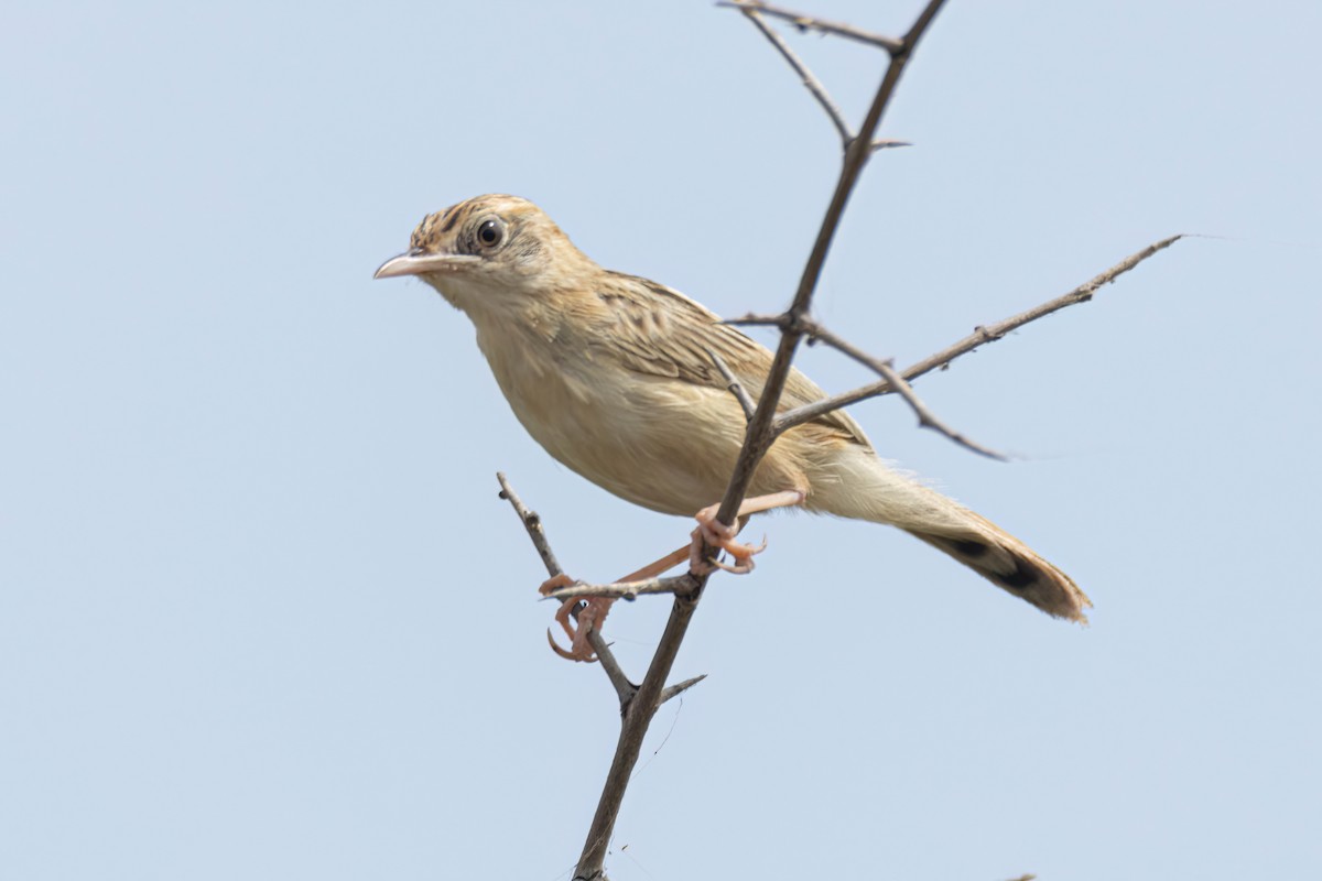 セッカ - ML646289692