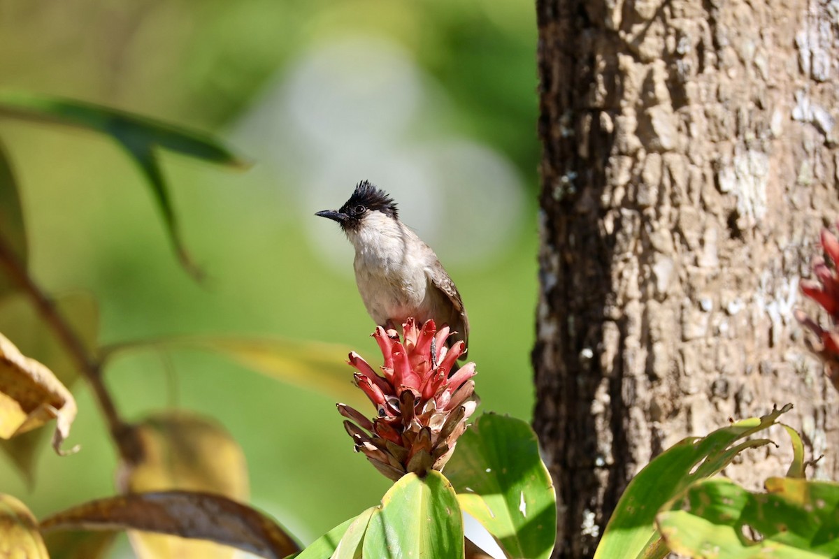 コシジロヒヨドリ - ML646289695