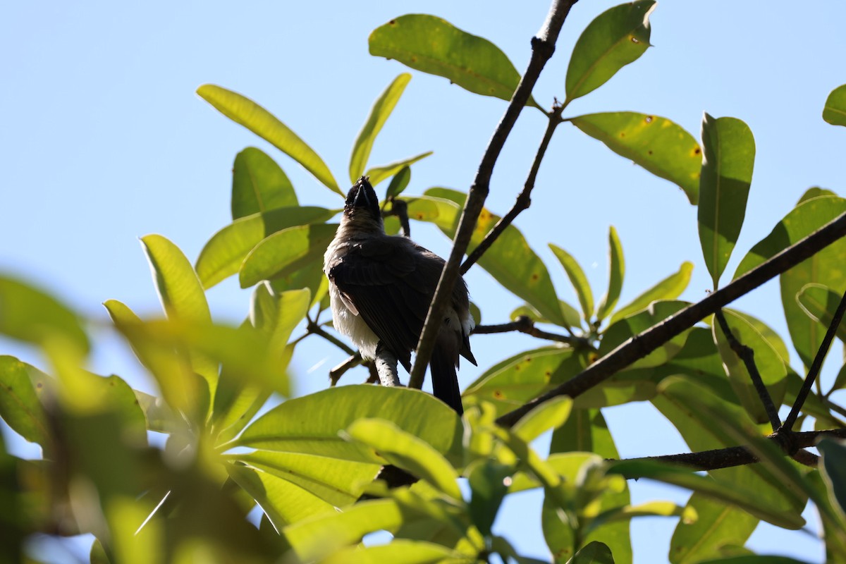 コシジロヒヨドリ - ML646289696