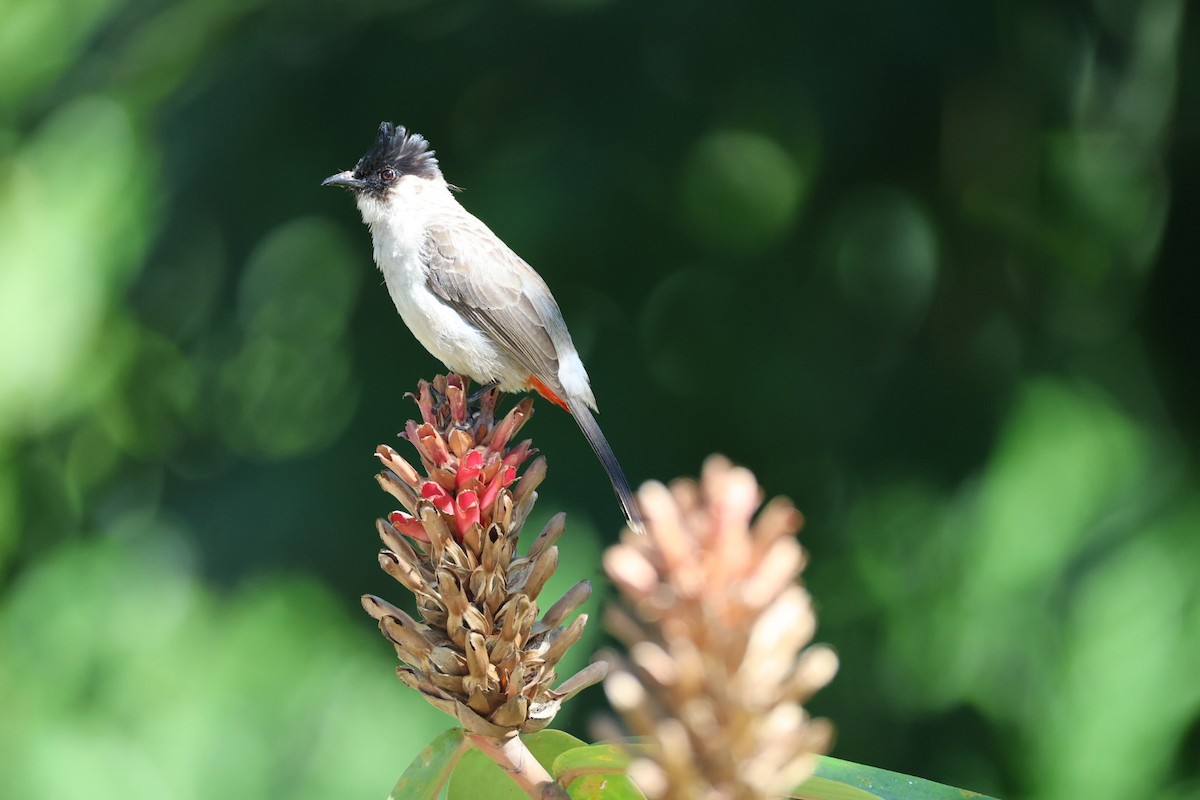 コシジロヒヨドリ - ML646289697