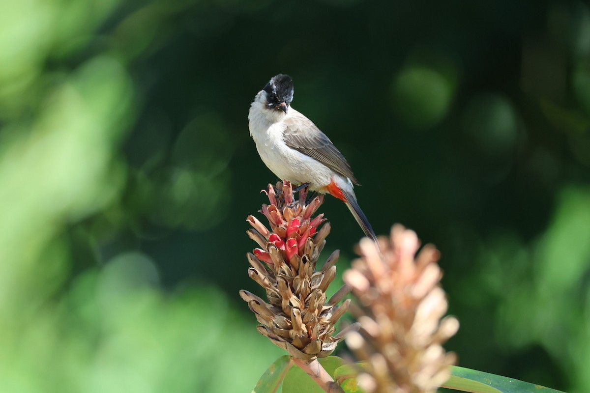 コシジロヒヨドリ - ML646289698