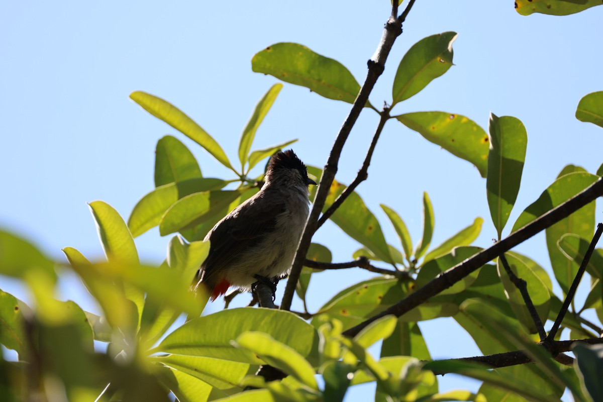 コシジロヒヨドリ - ML646289699