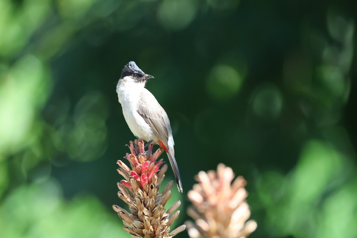 コシジロヒヨドリ - ML646289700