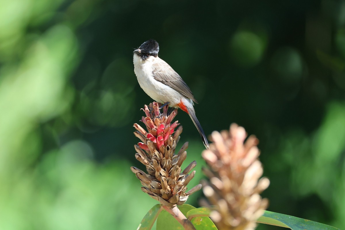 コシジロヒヨドリ - ML646289701