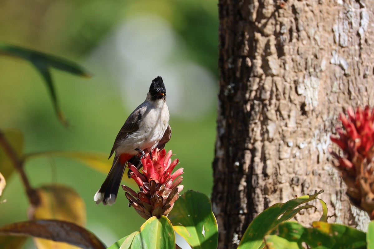 コシジロヒヨドリ - ML646289702