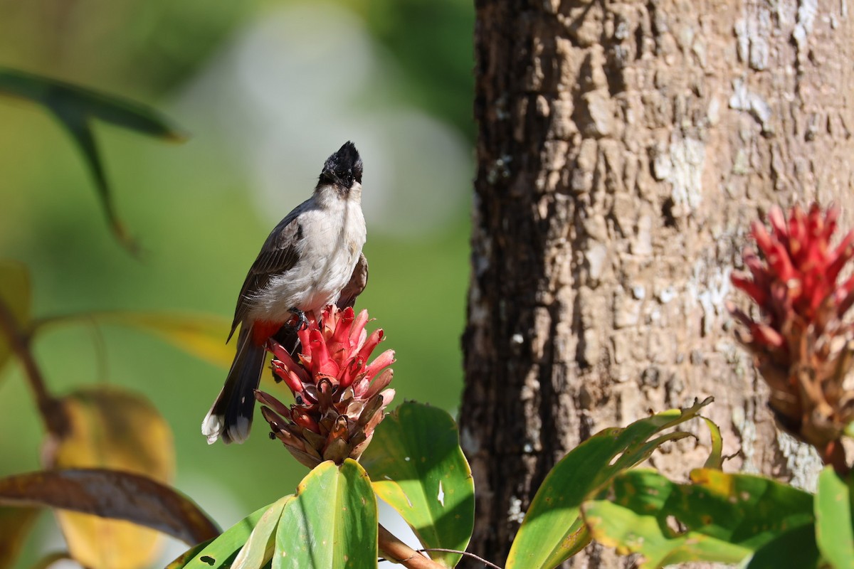 コシジロヒヨドリ - ML646289703